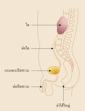 โรคไต